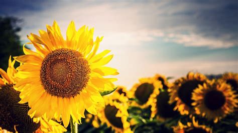 Anime Sunflower HD Wallpapers - Wallpaper Cave