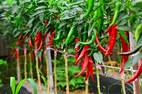 How to Plant Chili Pepper in Your Garden (Tricks to Care!)