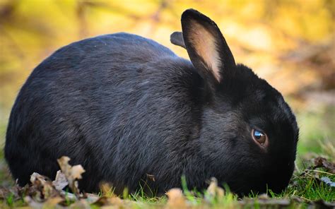 Black Rabbits Wallpapers - Wallpaper Cave