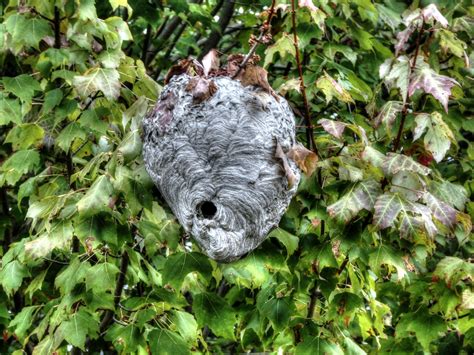 Edit free photo of Nest,wasp,wasps,bee,bees - needpix.com