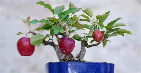 Tips for Growing Bonsai Apple Trees | Gardener’s Path