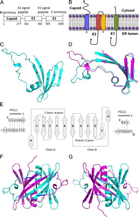 Rubella virus capsid protein structure and its role in virus assembly ...