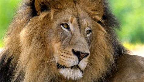 African lion | San Diego Zoo Wildlife Explorers