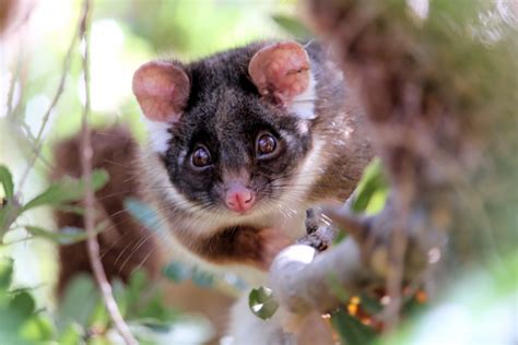 About Friends of Tasmanian Wildlife