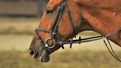 What is a Snaffle Horse Bit? Types, Uses & Severity