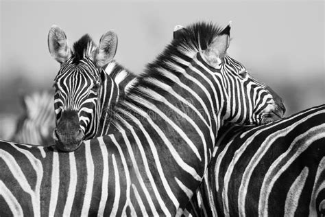 Zebra Herd during Serengeti Migration Stock Photo - Image of looking ...