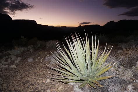 Agave at Sunset in Grand Canyon National Park [OC] [4000x6000] : r ...