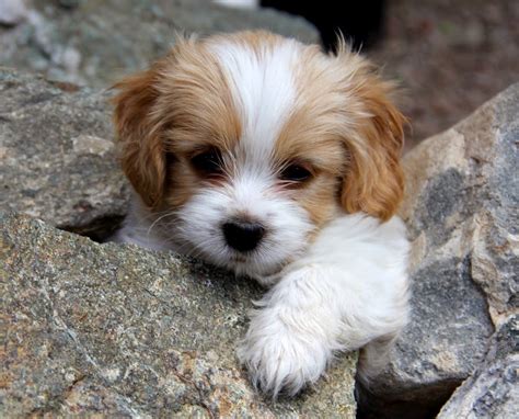 Rules of the Jungle: Cavachon puppies