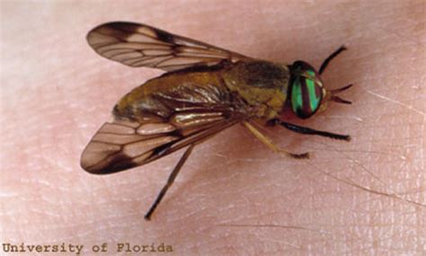 yellow fly - Diachlorus ferrugatus