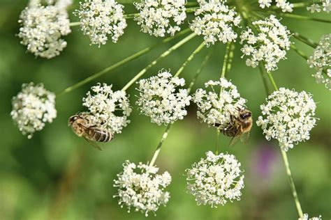 Ajwain | জোয়ানে | Buy at best price in Bangladesh