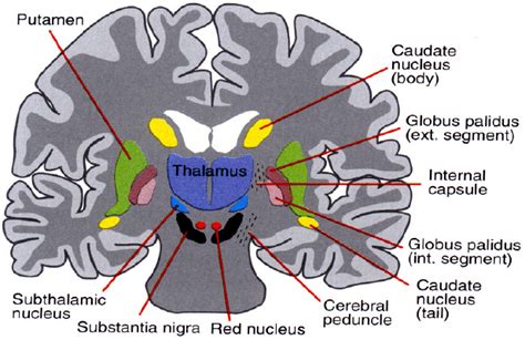 Subthalamic Nucleus Anatomy