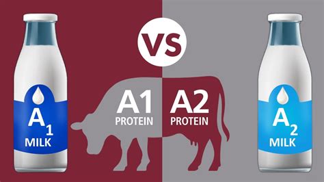 A1 vs A2 Milk - YouTube