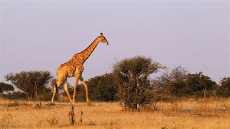 Craziest Things To Happen In The Sahara Desert