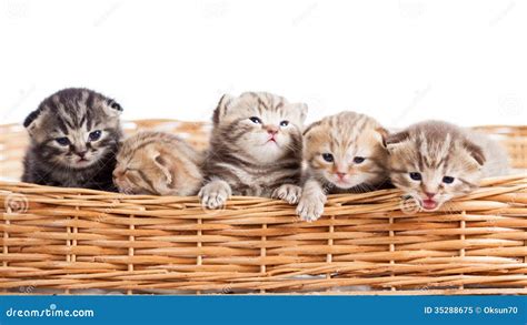 Small Cats Kittens In Basket Royalty Free Stock Photo - Image: 35288675