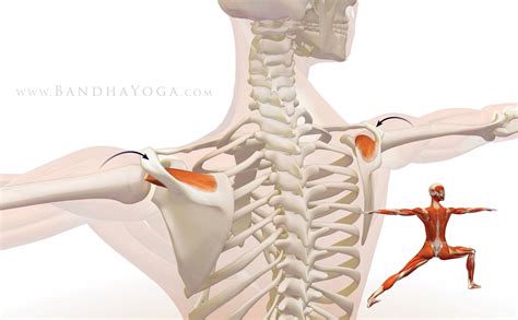 Shoulder Biomechanics Part 3: The Supraspinatus Muscle - YogaUOnline