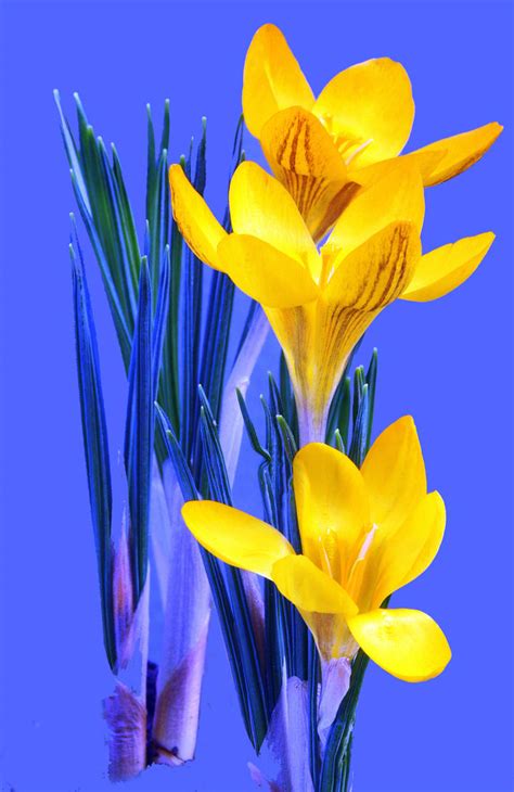 Yellow Crocus by printsILike on DeviantArt