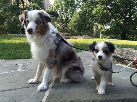 Australian Shepherd Shedding A Lot