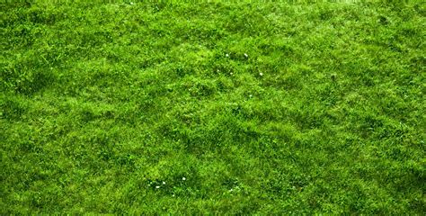 Free grass texture Stock Photo - FreeImages.com