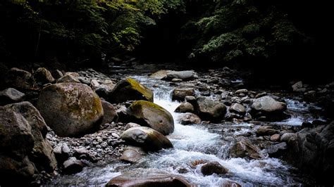 Stones; Water; Stream; Trees; Forest; Branches; Rocks; Background; Dark ...