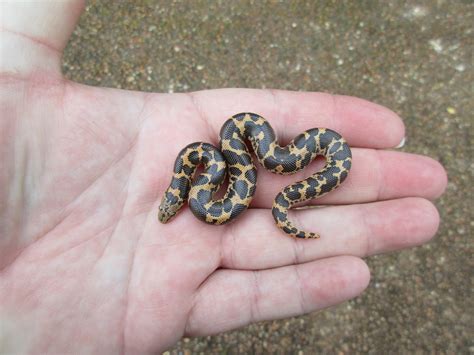 Normal Het Blonde Albino Kenyan Sand Boa by Hill's Herps - MorphMarket