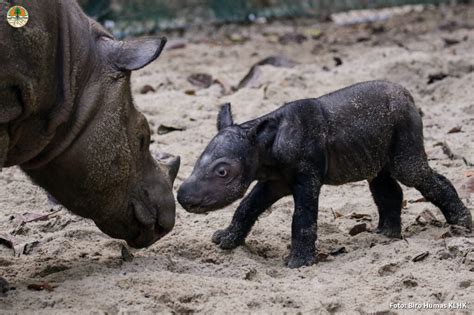 Rare Rhino Birth at Sumatran Rhino Sanctuary in Way Kambas National ...