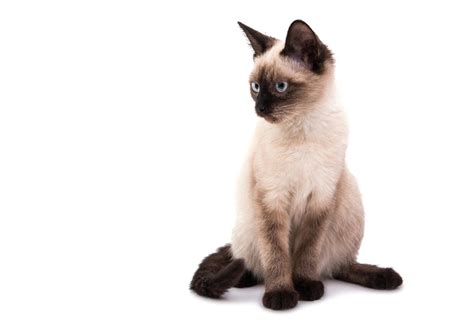 Thai Cat or Traditional Siamese - Breed Information With Photos