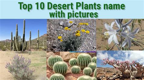 Beautiful Desert Plants With Names