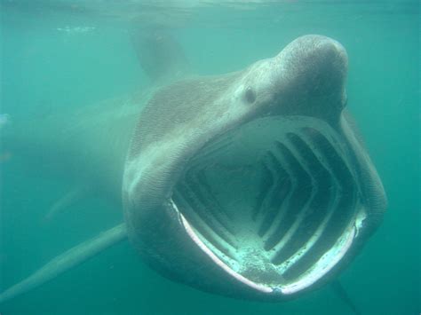 basking shark | Basking shark, Shark, Whale