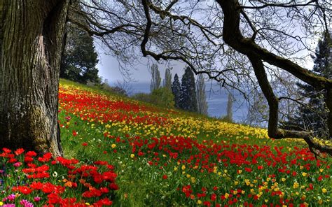 Spring Flowers In The Forest Wallpapers - Wallpaper Cave