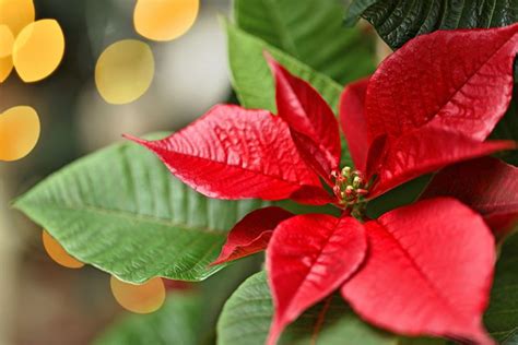 How to Propagate Poinsettia Plants from Cuttings | Gardener’s Path