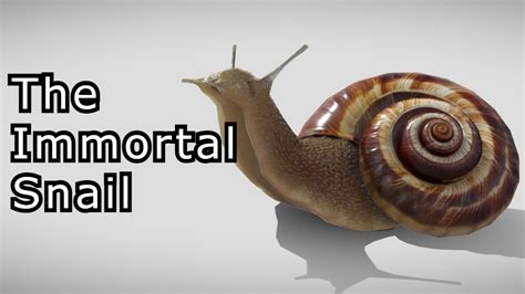 What Is The 'Immortal Snail' And How Can You Avoid Its Touch? | Know ...