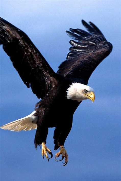 Attack, birds, eagle, HD phone wallpaper | Peakpx