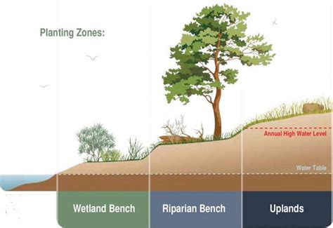 Riparian Plantings - streamhandbook.org