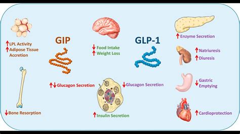 Semaglutide Mechanism Of Action | SexiezPicz Web Porn