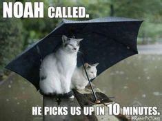 Funny Pictures Of The Day - 76 Pics - Dump A Day Crazy Cat Lady, Crazy ...