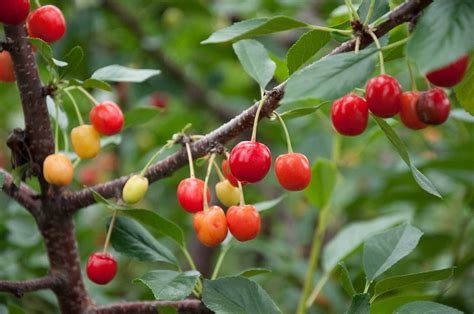 How to Grow Cherry Trees