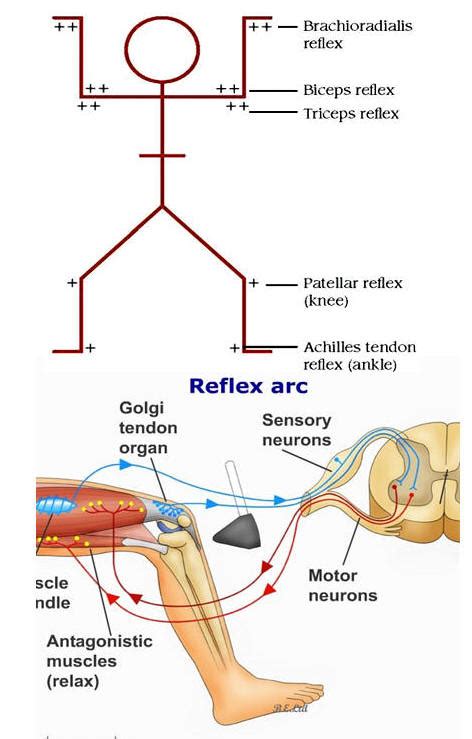 Brachioradialis Reflex