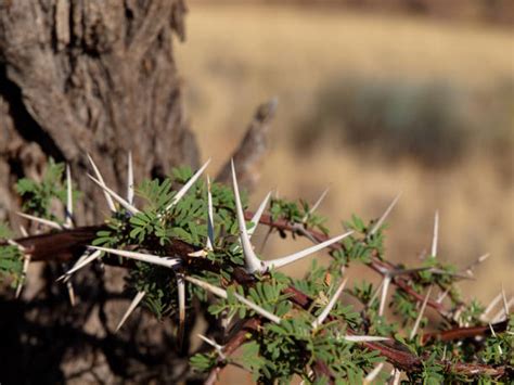 Camelthorn Tree Stock Photos, Pictures & Royalty-Free Images - iStock