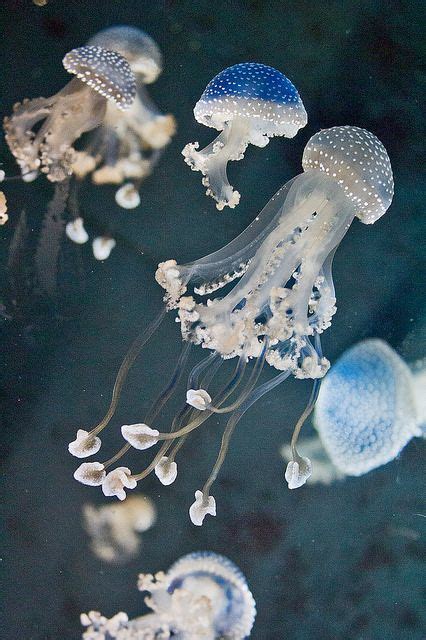 White-spotted Jellyfish | Beautiful Sea Creatures