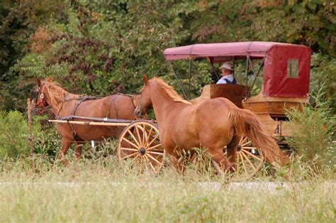 Horse Drawn Buggy Ride | Rural Ramblings...