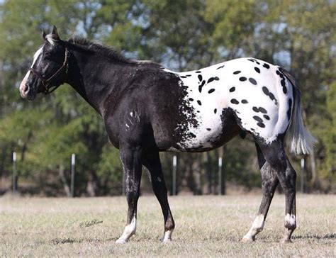 11 best patterns - appaloosa - spotted blanket and snowcap images on ...