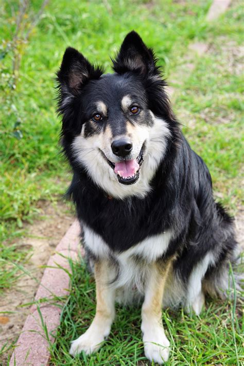 Australian Shepherd Husky Mix | Husky mix, Australian shepherd husky ...