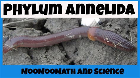 Phylum Annelida Characteristics - YouTube