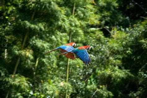 The Rainforest Birds » Climate Change Effects - Bird Buddy Blog