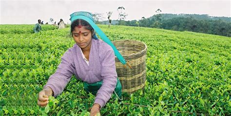 Why Pure Ceylon Tea is the Best in the World? - EDB Sri Lanka