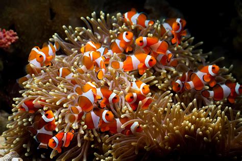 Clown Fish Habitat Maps