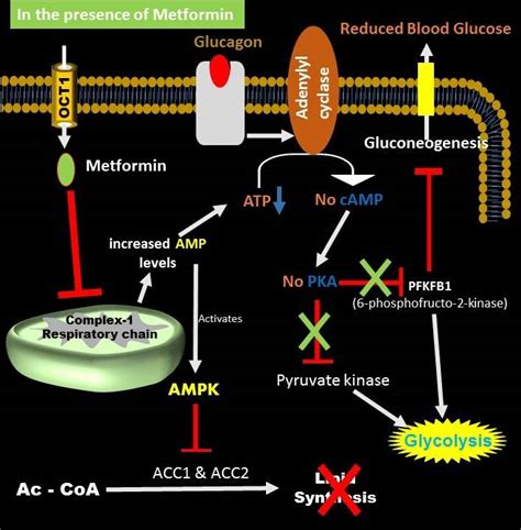 Metformin Mechanism of Action - Biology Brain