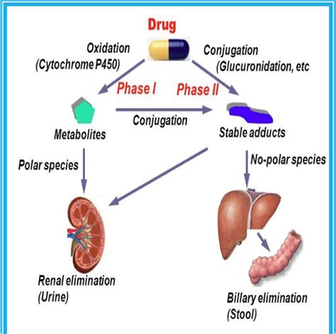 Figure 1 from DRUG METABOLISM IN THE LIVER | Semantic Scholar