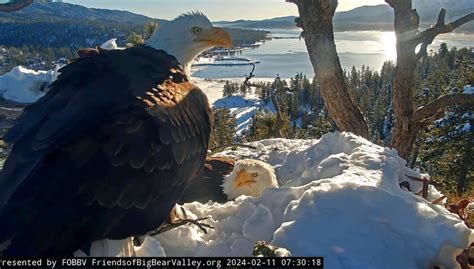 Big Bear bald eagle chicks could hatch soon