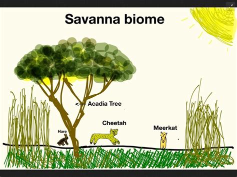 Tropical Grassland Animals And Plants